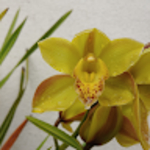 Meet your Posher, drea - Picture 1 of 1